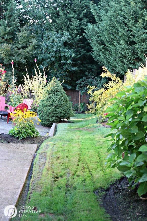 Fall Lawn Care with Grass Seed USA | TodaysCreativeLife.com