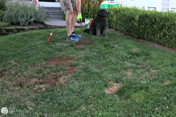 Adding mulch to a lawn