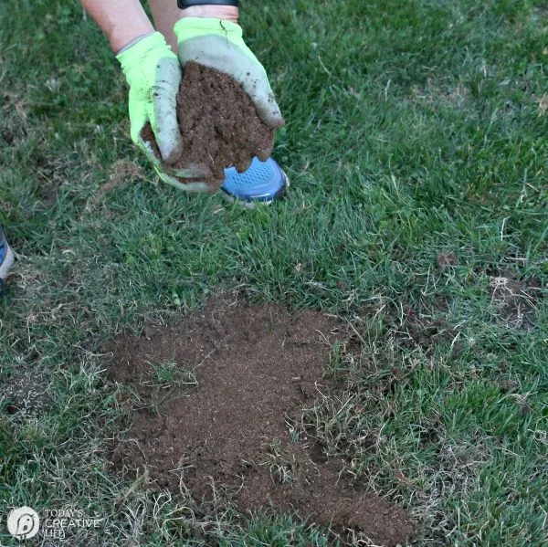 overseeding a lawn