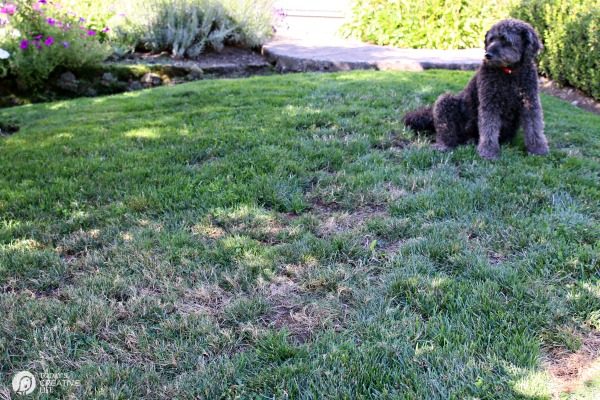 How to reseed your lawn in the fall | TodaysCreativeLife.com