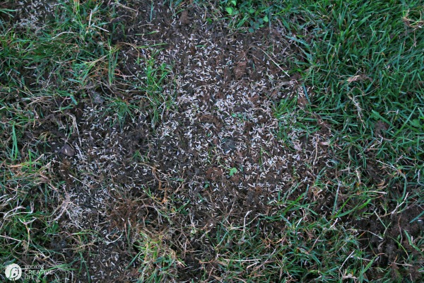 Reseeding your lawn. How to reseed your grass | Fall lawn care on todaysCreativeLife.com