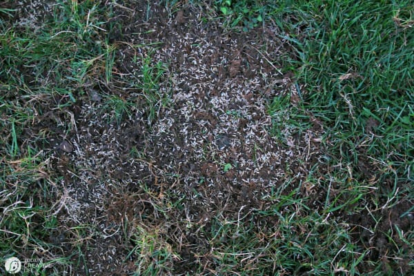 Reseeding your lawn. How to reseed your grass | Fall lawn care on todaysCreativeLife.com