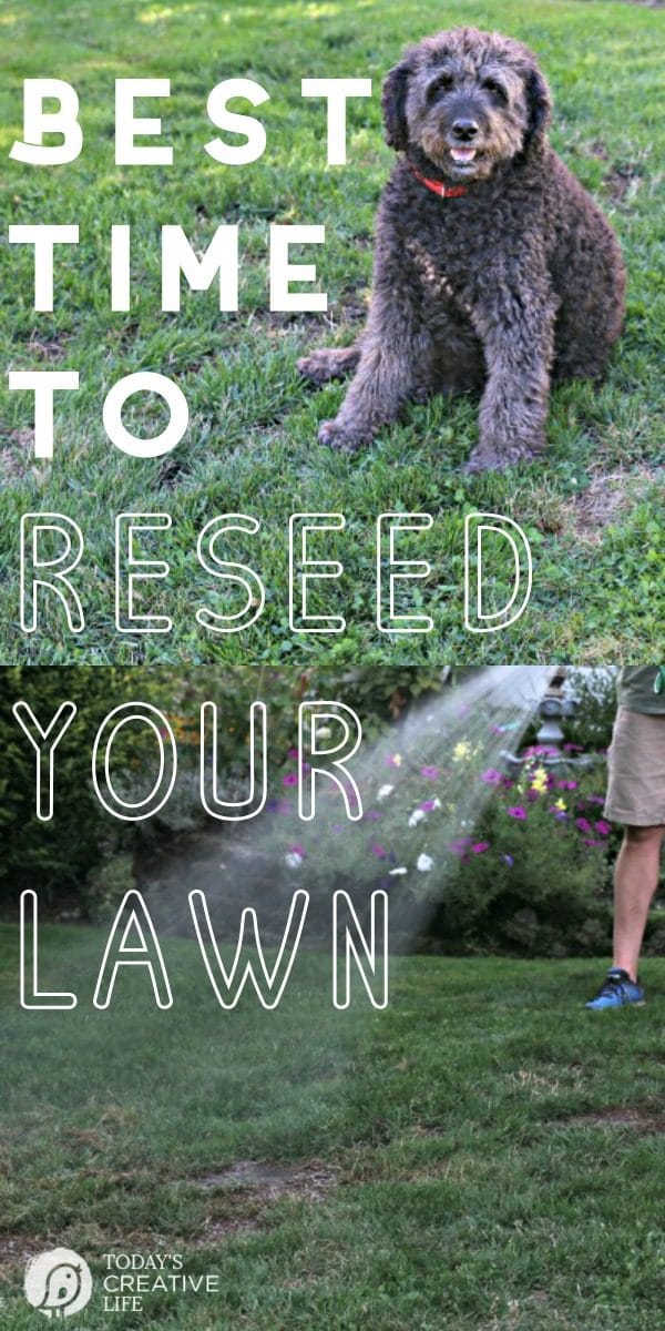 Best Time to Reseed your Lawn | Lawn Care Tips for reseeding your grass | Fall & Autumn Lawn Care Tips | Grass Seed Tips | TodaysCreativeLife.com