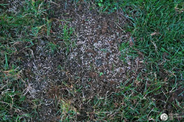 sprinkling grass seed over prepared soil