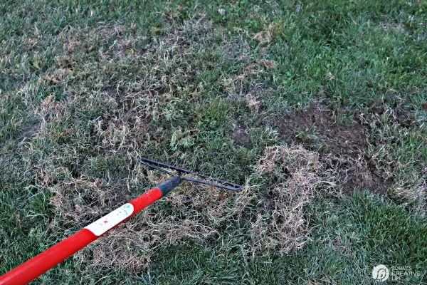 raking dead grass before reseeding lawn