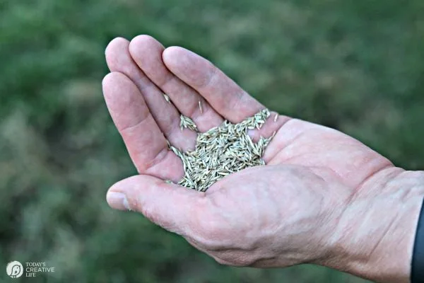 handful of grass fertilizer