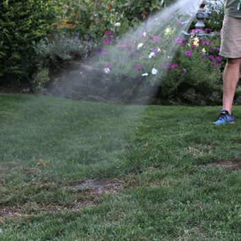 Watering newly seeded grass | TodaysCreativeLife.com