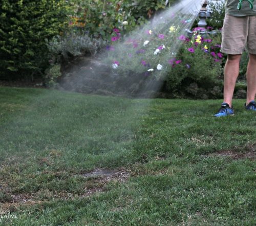 Watering newly seeded grass | TodaysCreativeLife.com