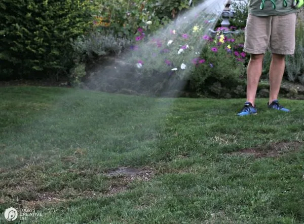 Watering newly seeded grass