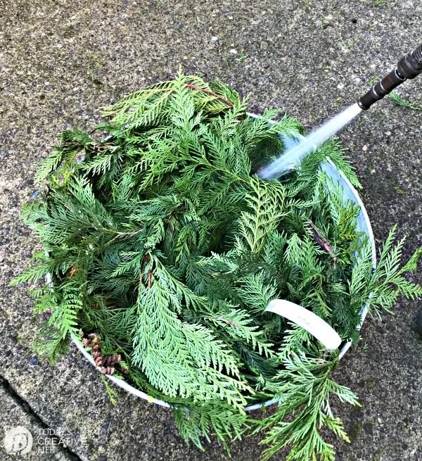 spraying water from a hose onto cedar garland to keep it fresh