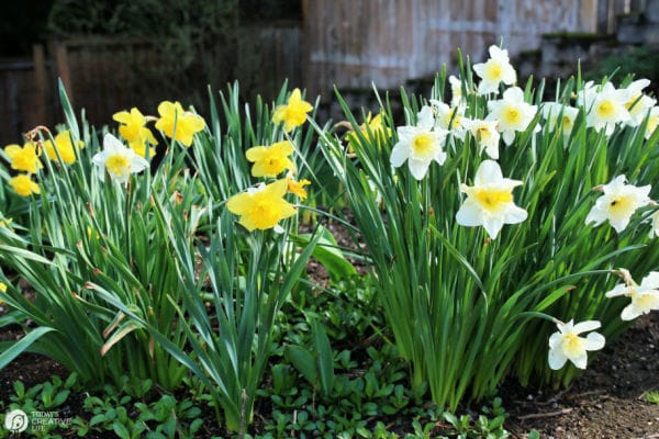 Spring Yard Maintenance | TodaysCreativeLife.com