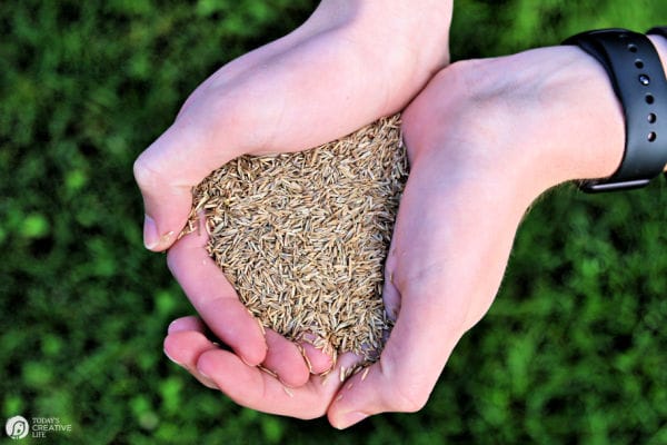 Grass Seed for Spring Yard Tips | TodaysCreativeLife.com