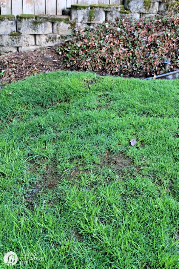 Spring Lawn Care Tips - Winter Recovery | How to reseed a spring lawn | TodaysCreativeLife.com