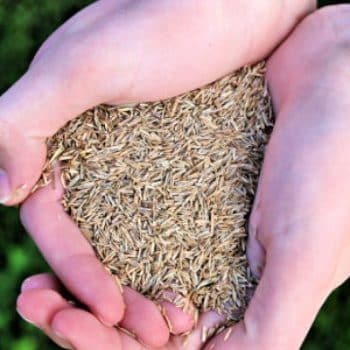 Grass Seed for Spring Yard Tips | TodaysCreativeLife.com