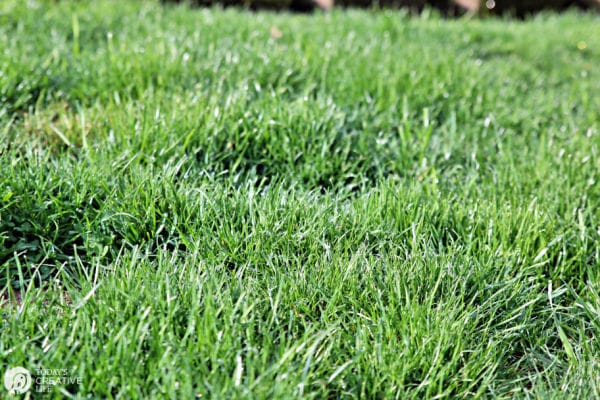 Grass Seed Farmers - Spring Lawn Care | TodaysCreativeLife.com