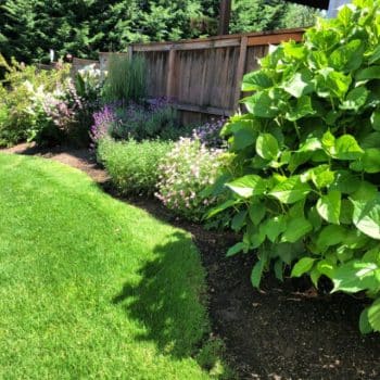 Lush Lawn for Summer | Todayscreativelife.com