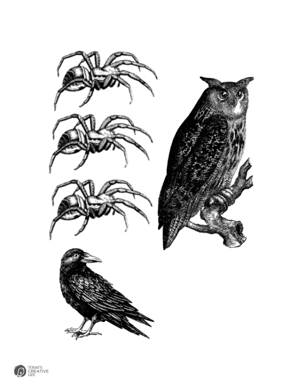 halloween graphics | Owl, crow and spiders