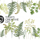 Fern graphics