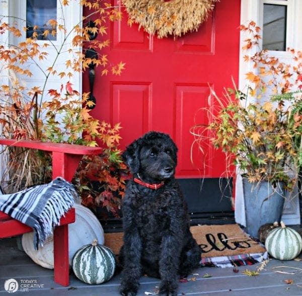 Porch with red door, fall decor and black labradoodle. 