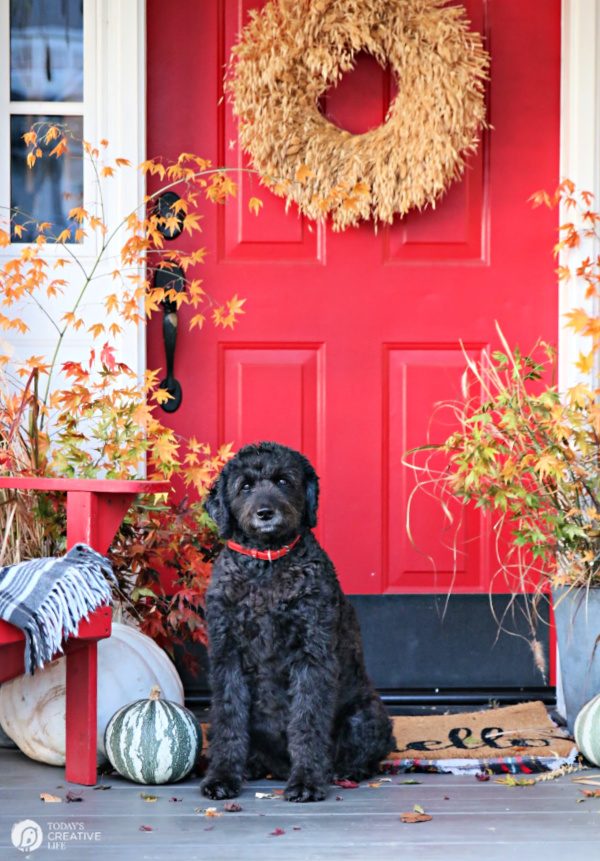 Fall porch with red door and black dog. 
