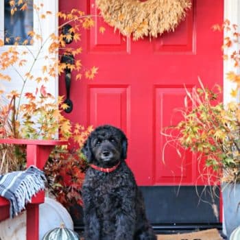 Fall porch with red door and black dog.