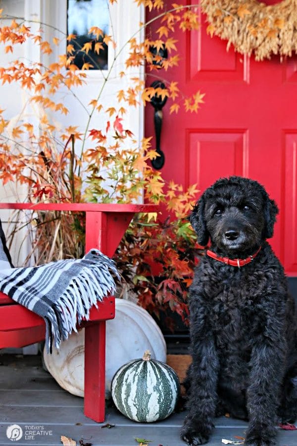 Fall porch with pumpkins, red door and black dog. 