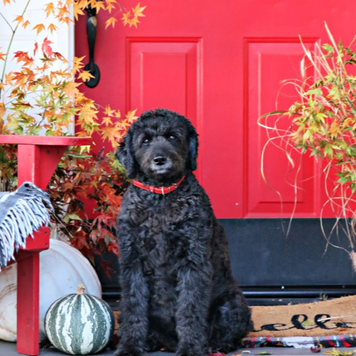 autumn porch with red door and black dog