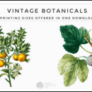 photo collage of botanical prints