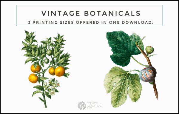 photo collage of botanical prints