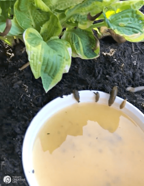 slugs crawling to a dish filled with beer. 