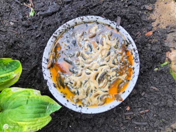 White dish with beer and dead slugs in it. 