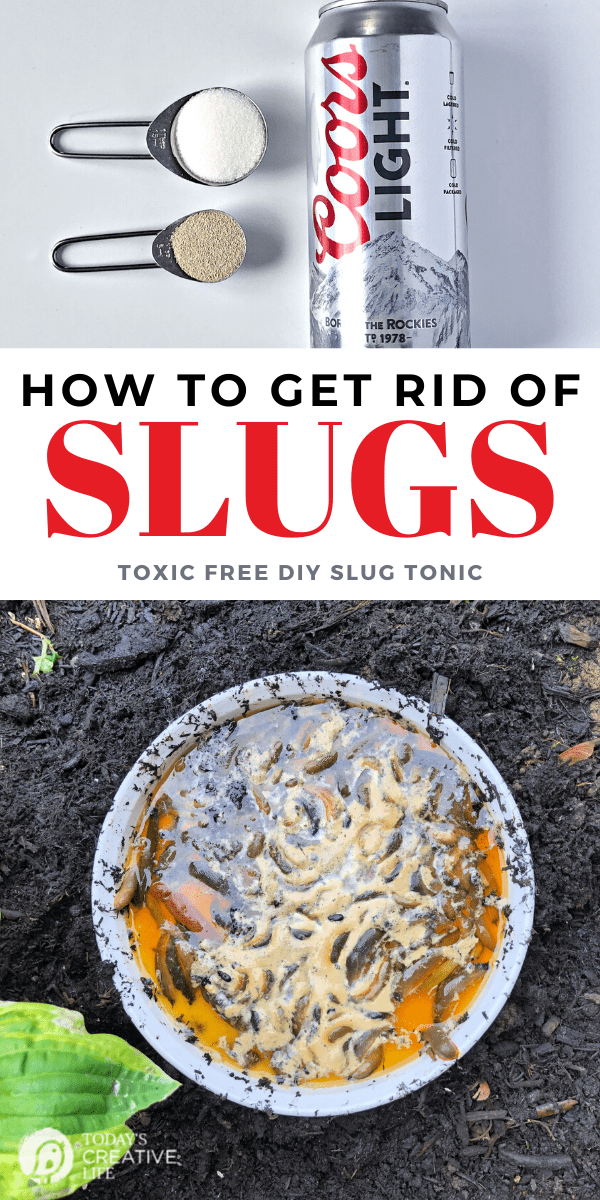 photo collage of slug bait ingredients and dead slugs