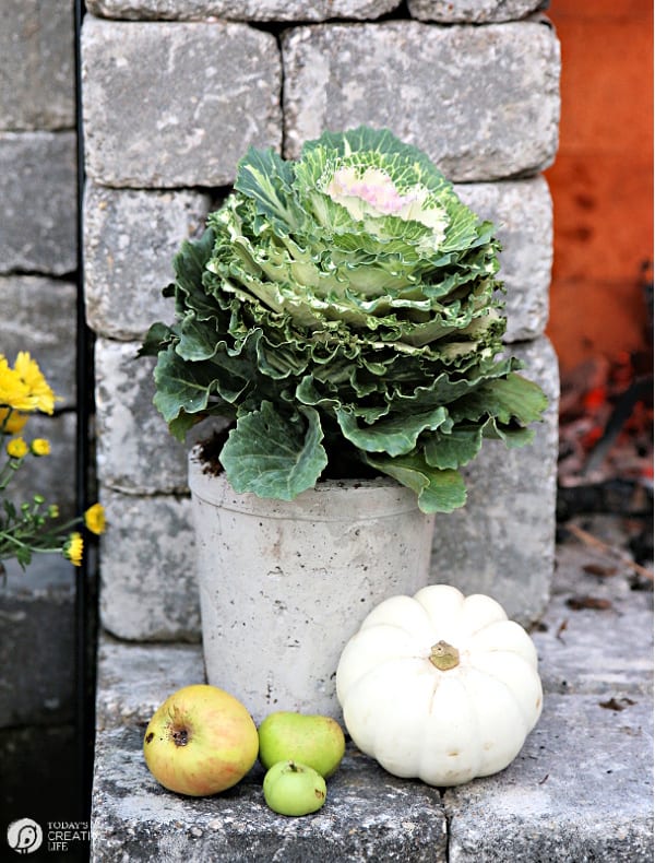 Potted flowering cabbage in a concrete planter