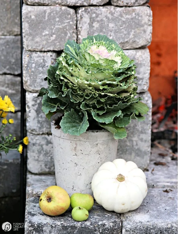 Potted flowering cabbage in a concrete planter