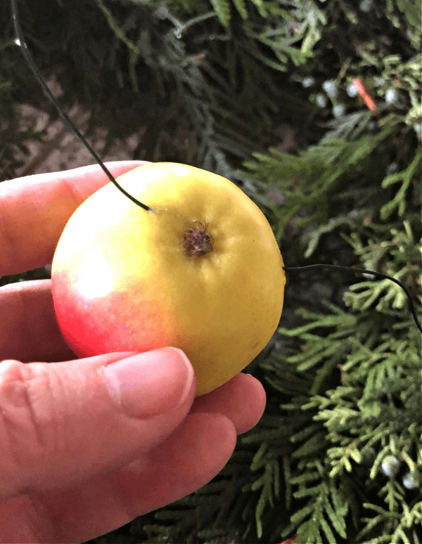 Apple with wire being poked for using on a wreath. 