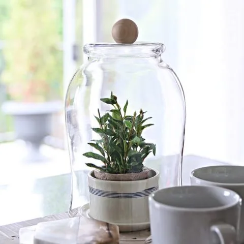 DIY Rustic Decor Glass Cloche with a plant inside.