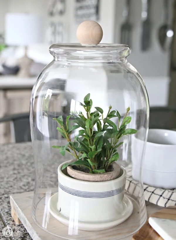 Glass Cloche diy rustic decor with a plant inside.