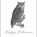 Owl image on a white background for printable poster wall art