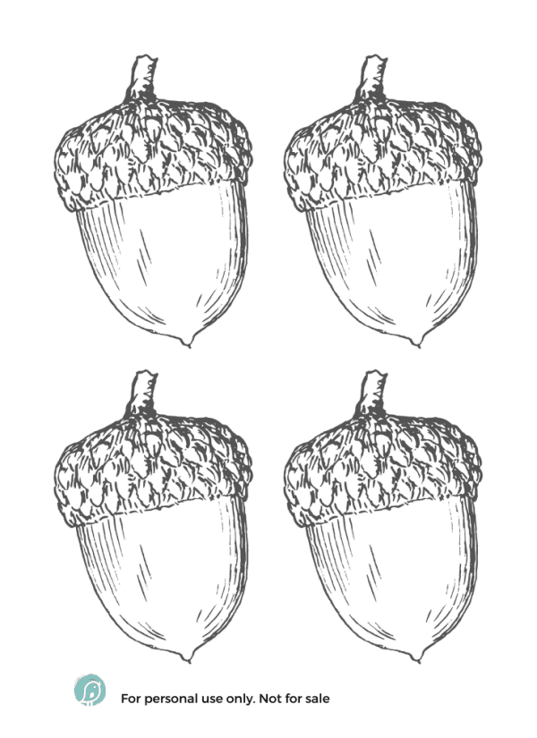 4 large Acorns sketches on one piece of paper
