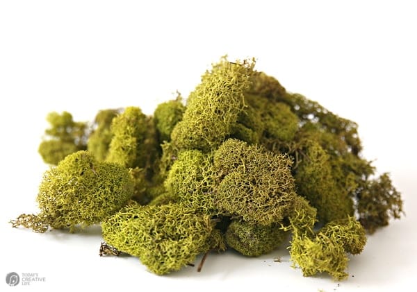 A pile of green deer moss of crafting