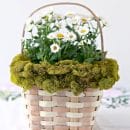 Easter Basket Idea | Moss decorated basket with daisies inside.