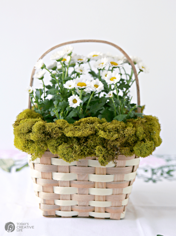 Basket with Moss around the rim with a daisy plant inside. 