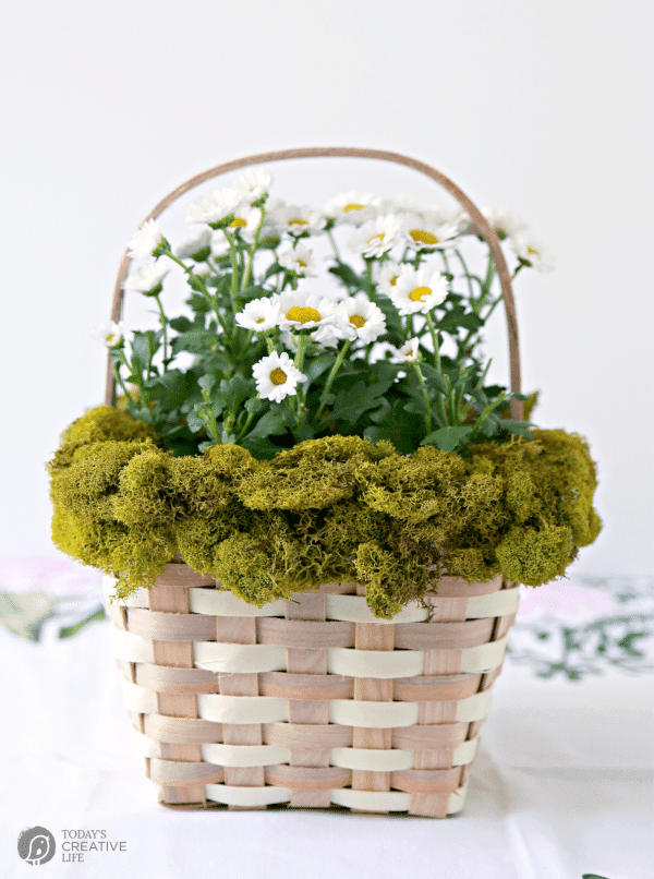 Basket with Moss around the rim with a daisy plant inside. 