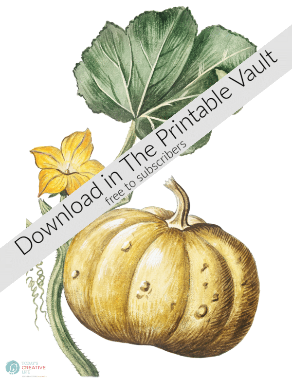 botanical pumpkin download