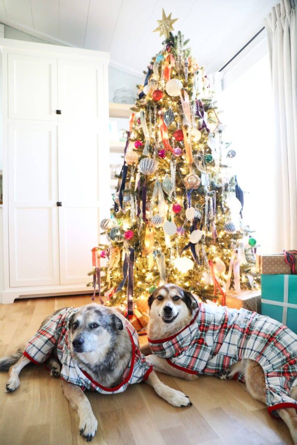 Two dogs in plaid in front of a Christmas tree. 